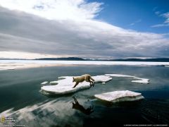 Tapeta National Geographic 564.jpg
